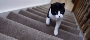 Pourquoi les chats sont-ils des lève-tôt ?