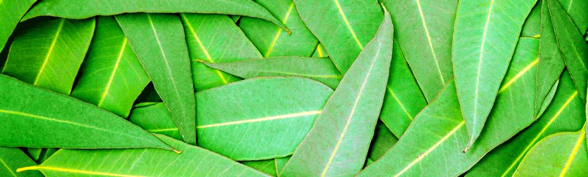 feuilles eucaplyptus