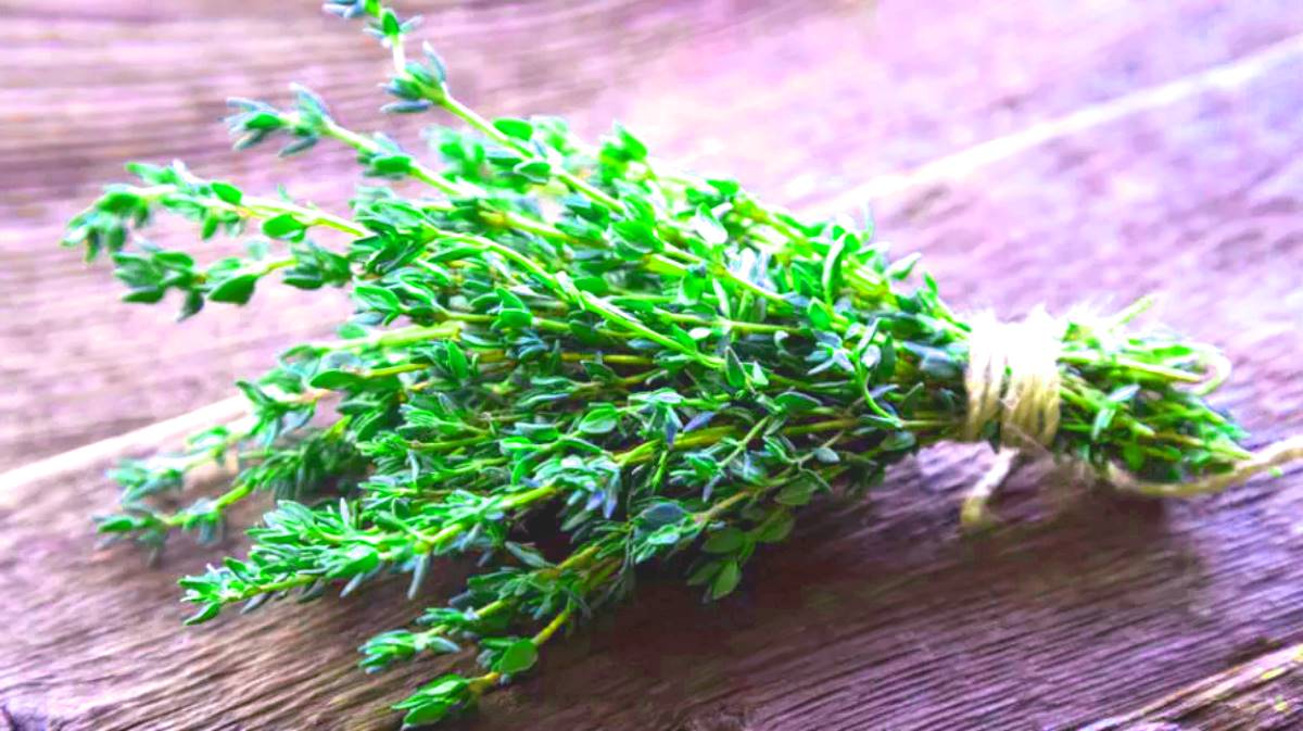 plantes médicinales