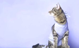 castration sterilisation chat