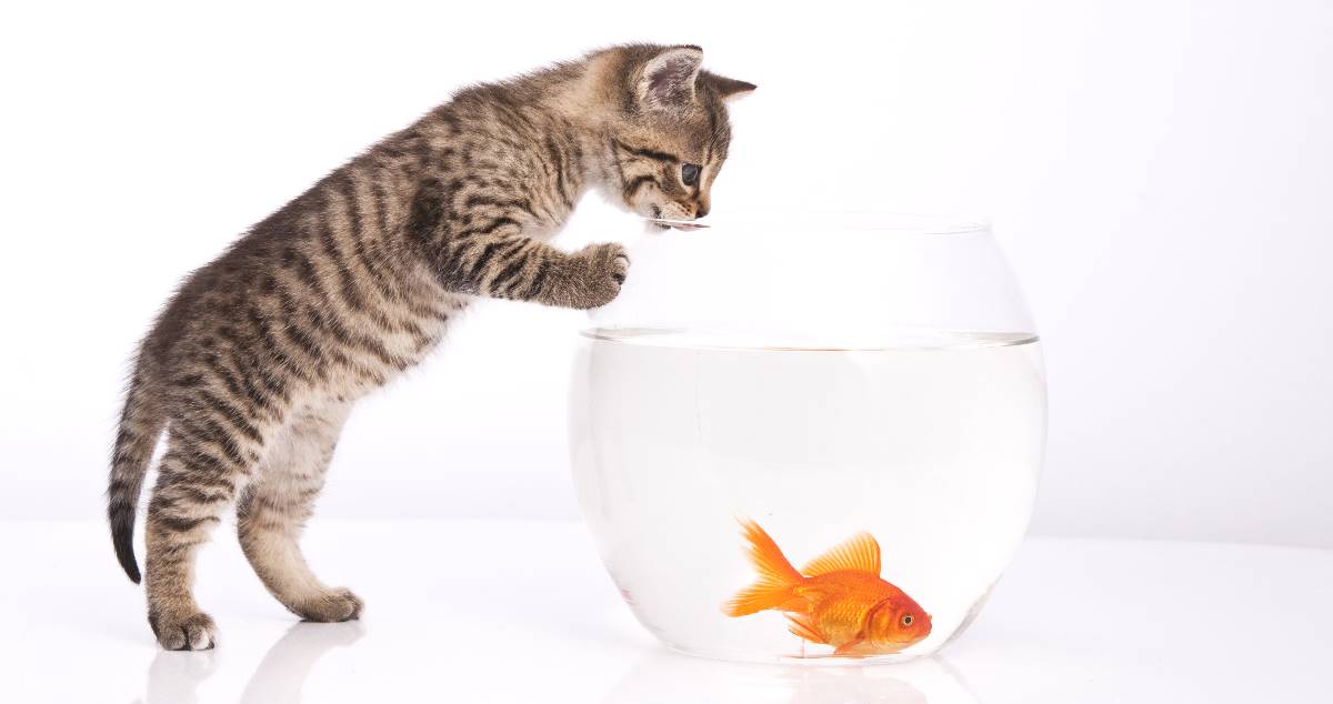 chat aquarium