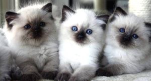 ragdoll chat appartement