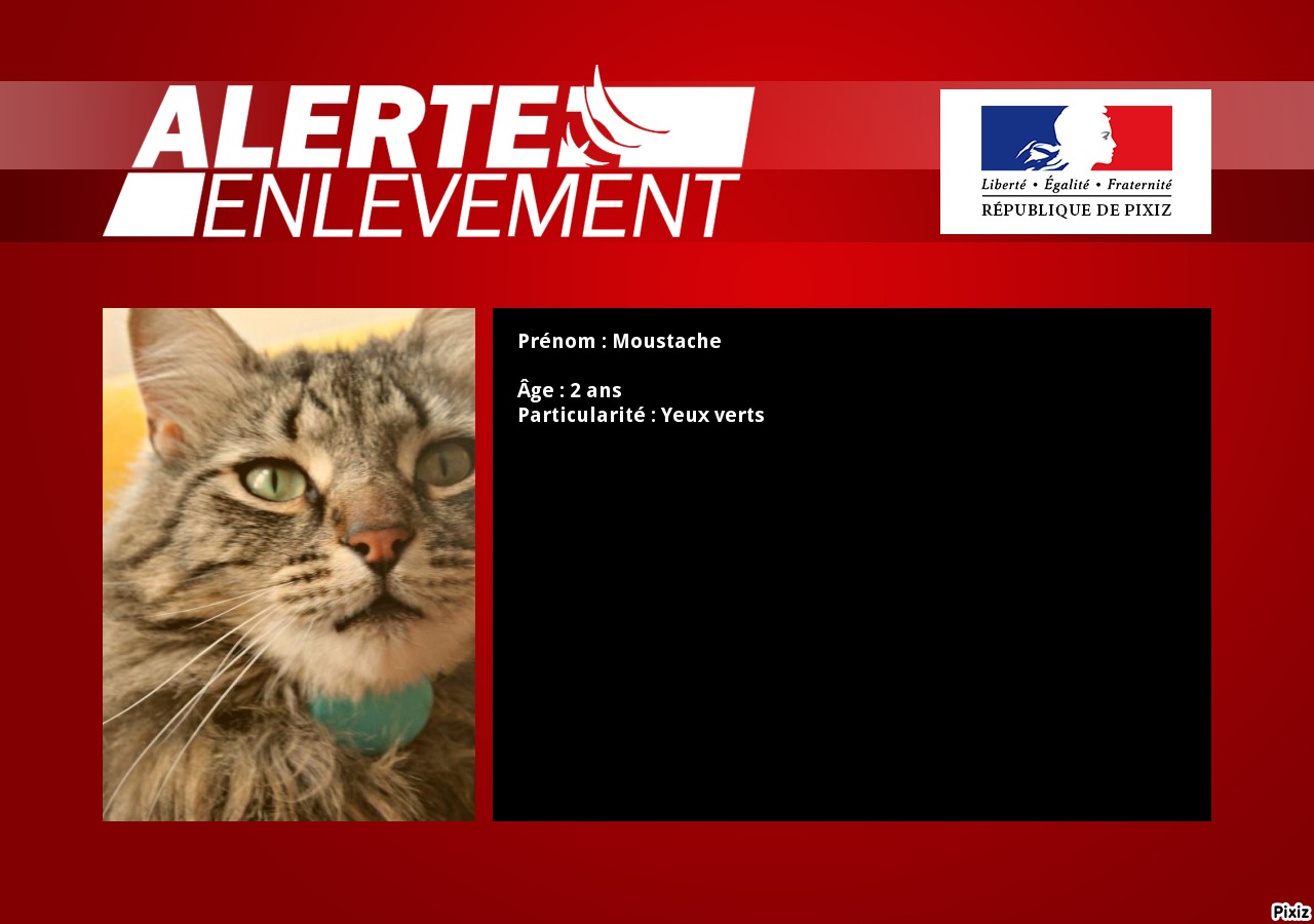alerte enlevement chat