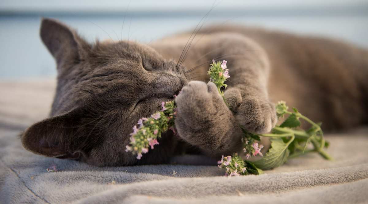 cat nip chat herbe a chat