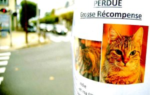 chat perdu enlevé fontainebleau