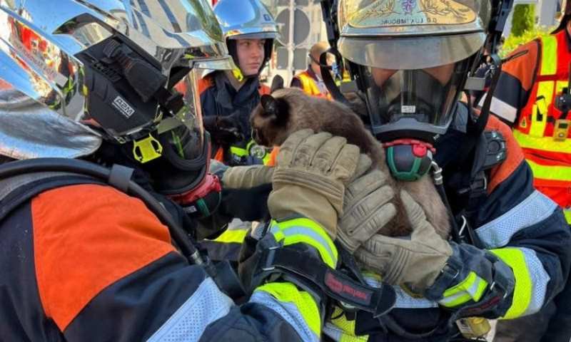 chat rage intervention pompier