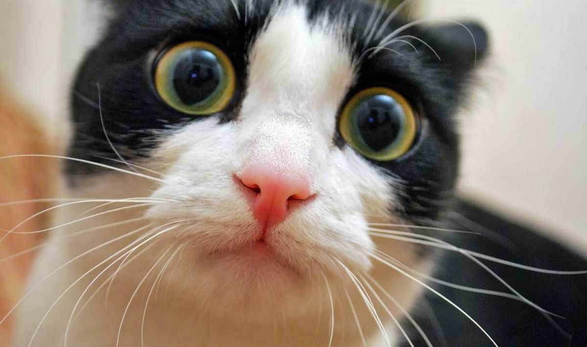 chat stesse nourriture