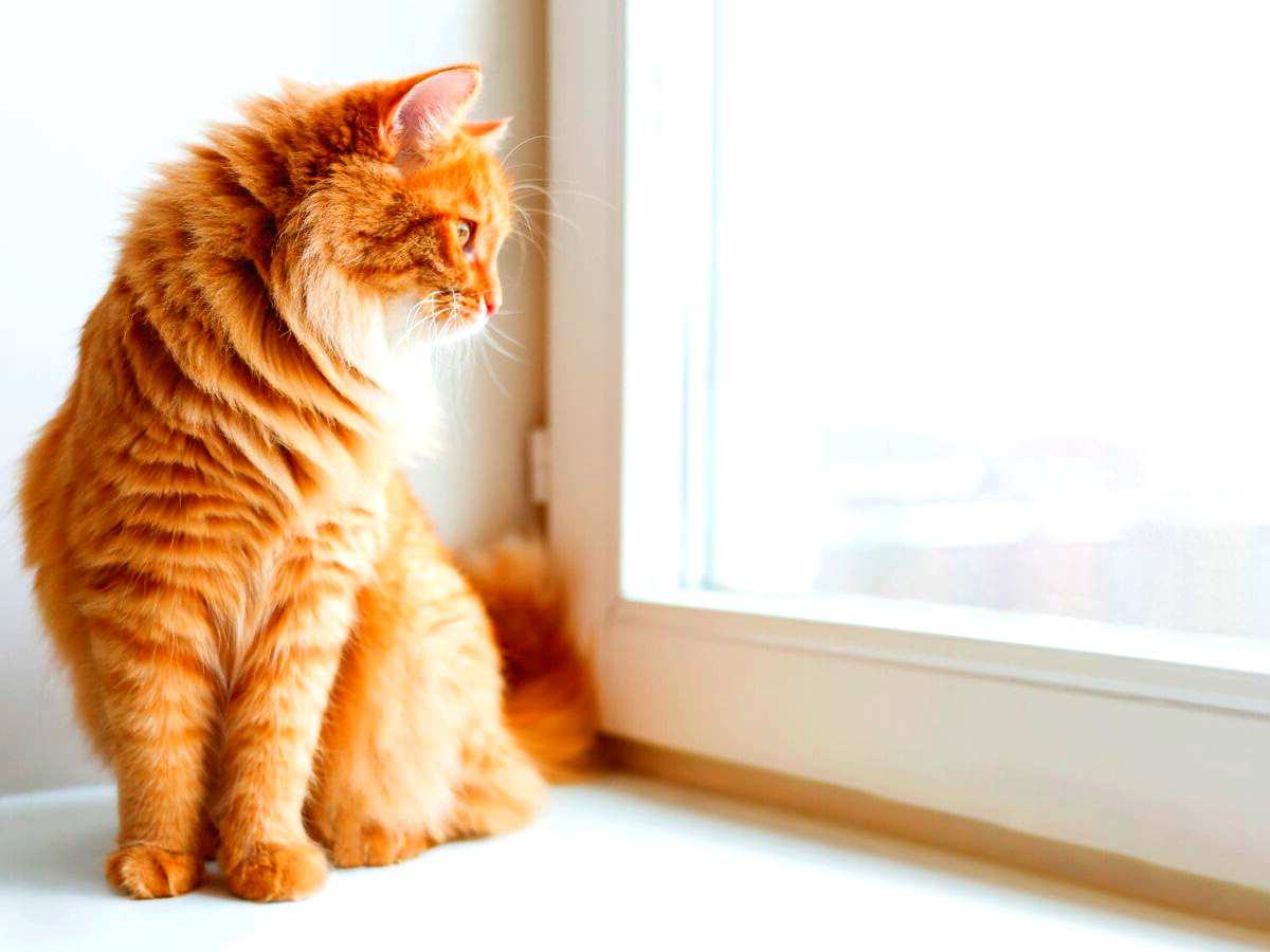 que pensent les chats