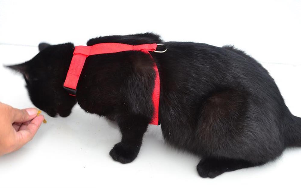 recompenser son chat