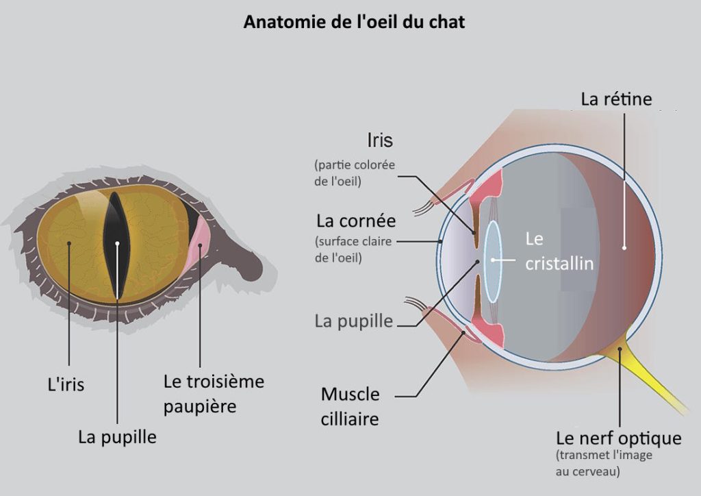 anatomie de loeil du chat