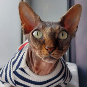 comment calculer age chat