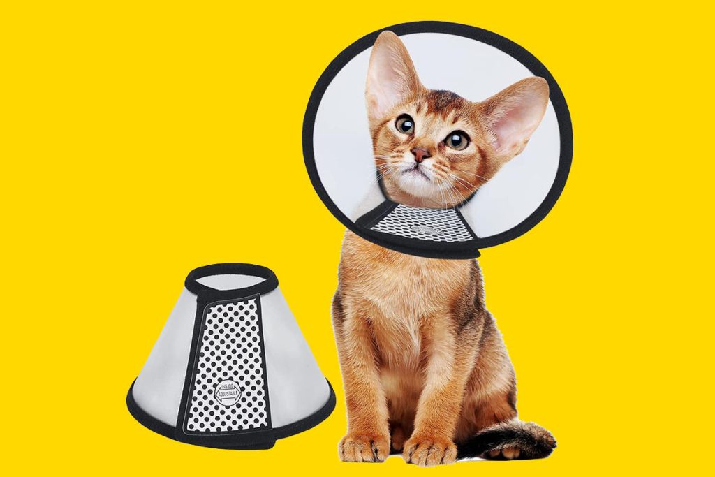 comment mettre une collerette à un chat