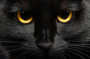 Comment les chats voient les humains ?