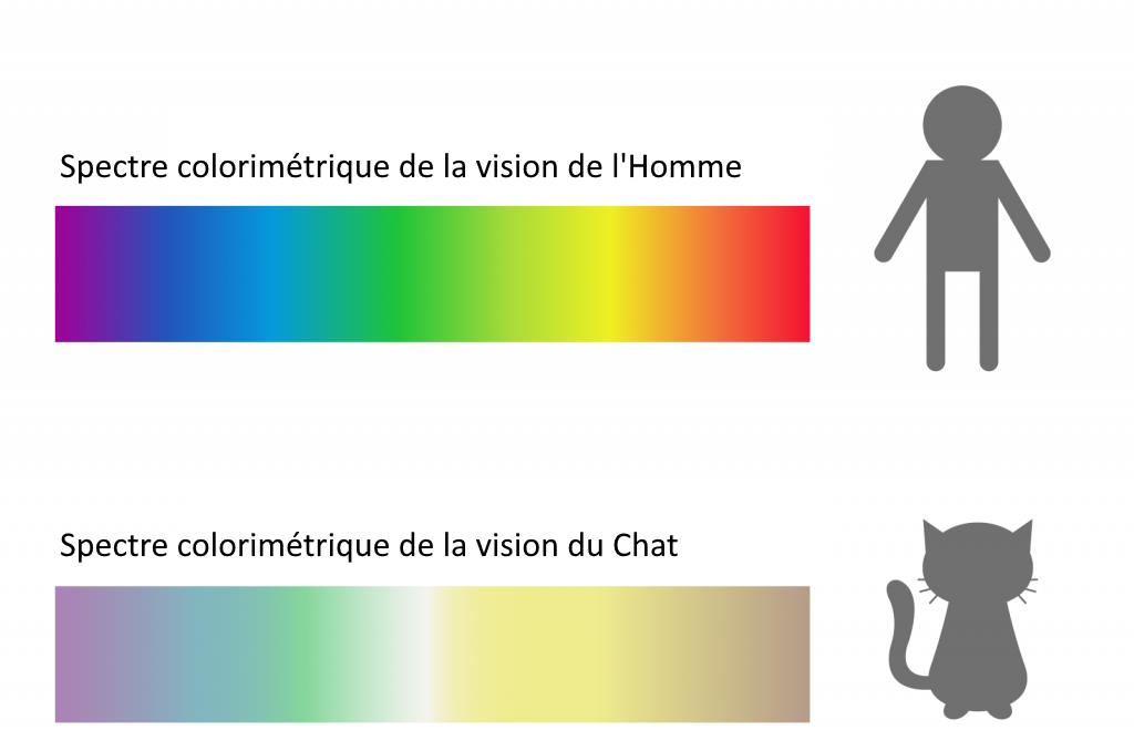 spectre colorimétrique de la vision différent chez le chat et chez l'Homme