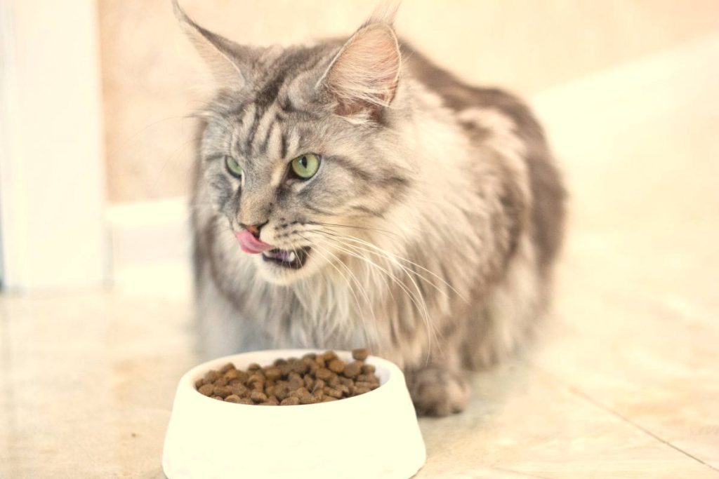 main coon croquettes