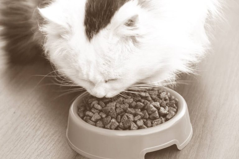 alimentation chat interieur