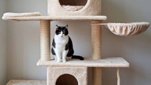 arbre a chat